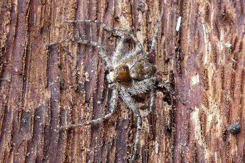 Philodromus margaritatus